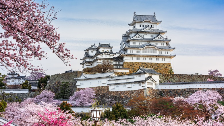 Himeji Castle main keep during spring cherry blossom season