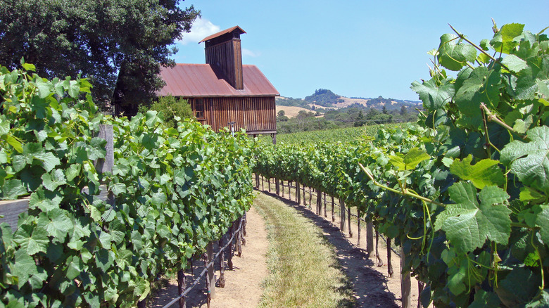 Vineyard and winery near Boonville, California