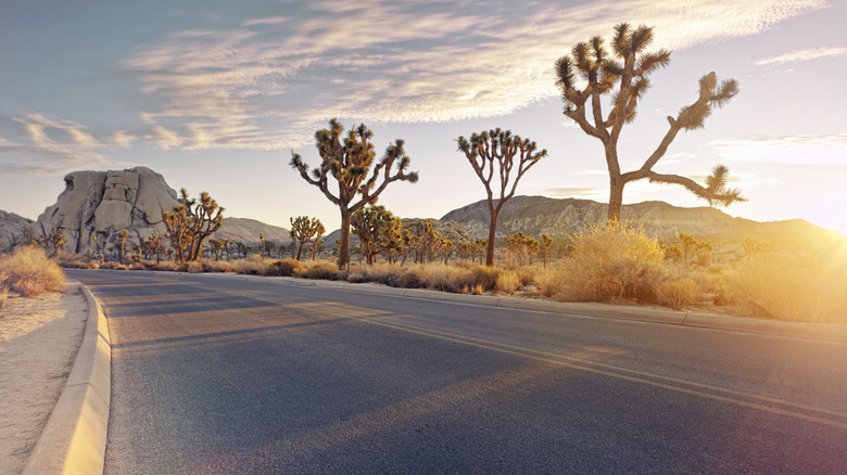 Sunrise at Joshua Tree near Kaleidoscope Desert