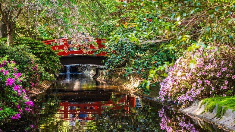 A small stream and red Japanese bridge at Descanso Gardens