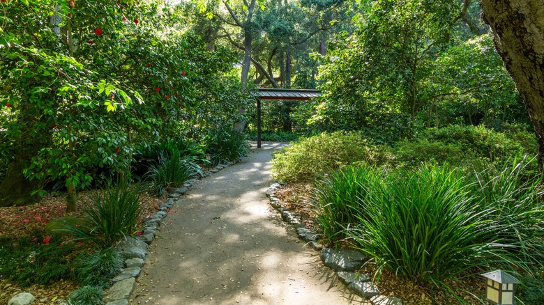 Lush path at Descanso Gardens in La Cañada Flintridge, CA