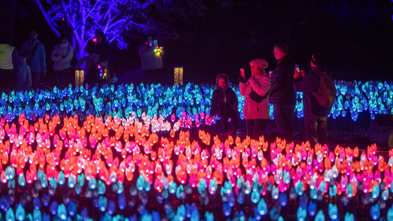 Lighted tulip garden at Enchanted Forest of Light