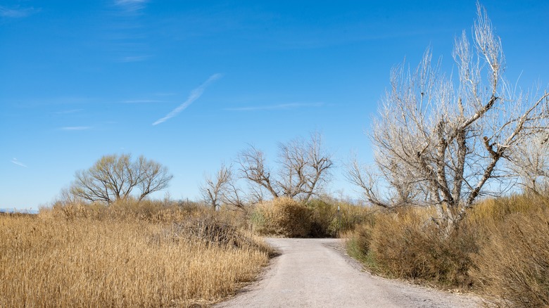 A trail in Clark County Wetlands Park