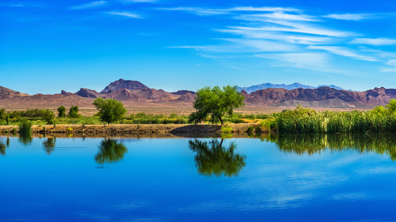 A pond at the Henderson Bird Viewing Preserve