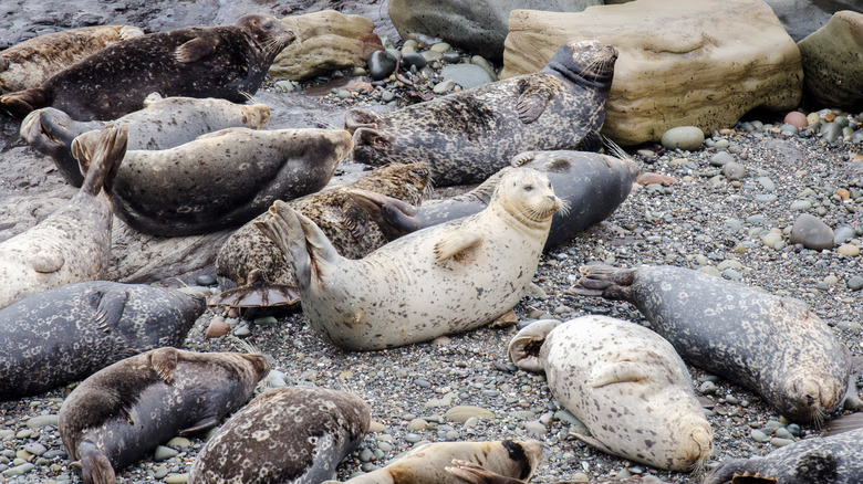 Seals lounging on rocks