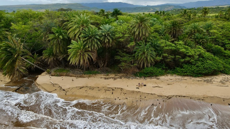 waves lapping on the shore and jungle foliage at Pakala Beach