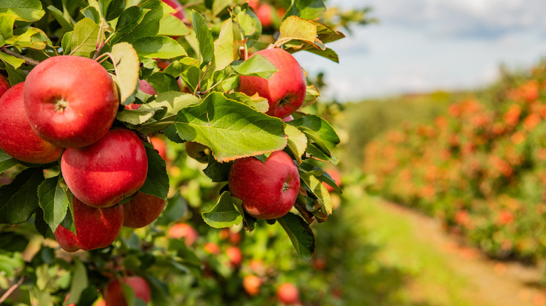 Apples in an apple orchard