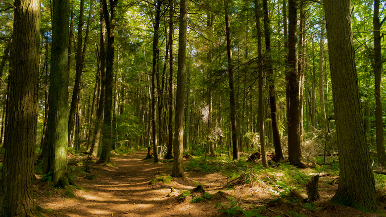 Whitefish Sand Dunes wooded walking trail