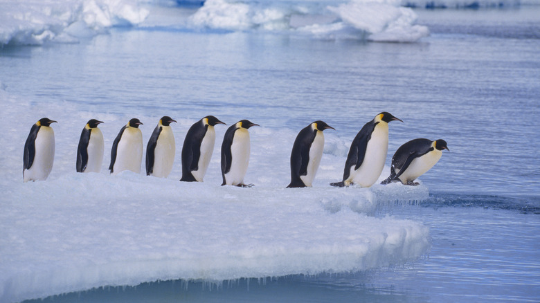 Emperor penguins line up in Antractica