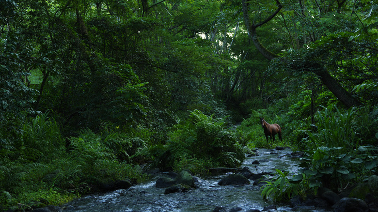 wild horse in Waipi'o Valley