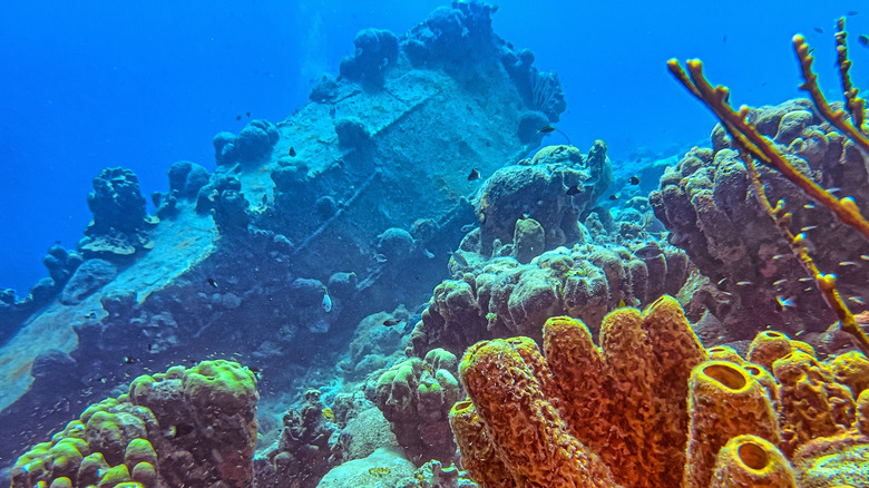 Shipwreck and coral in Bonaire