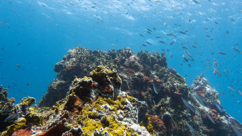 Fish around Carriacou