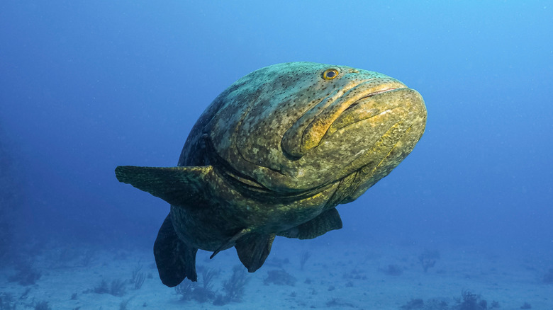 Grouper in Cuban waters