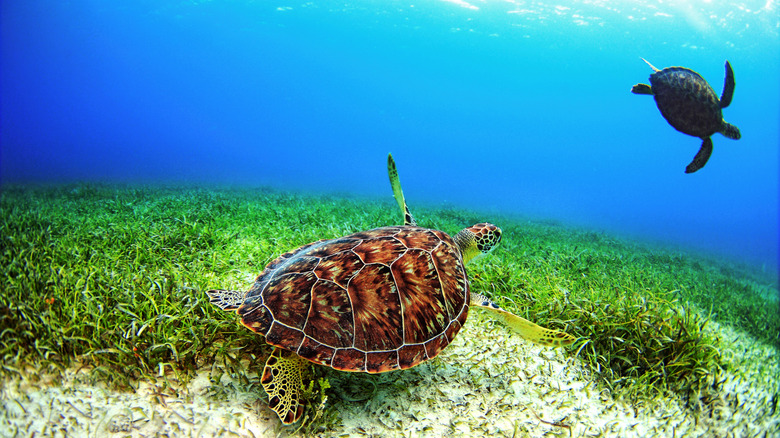 Turtles in Culebra