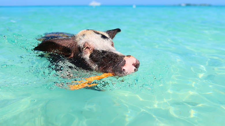 Swimming pig in the Exumas