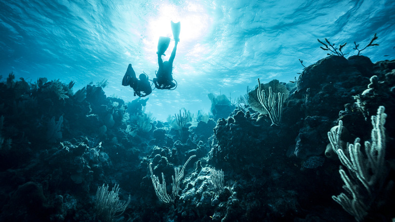 Divers in the water