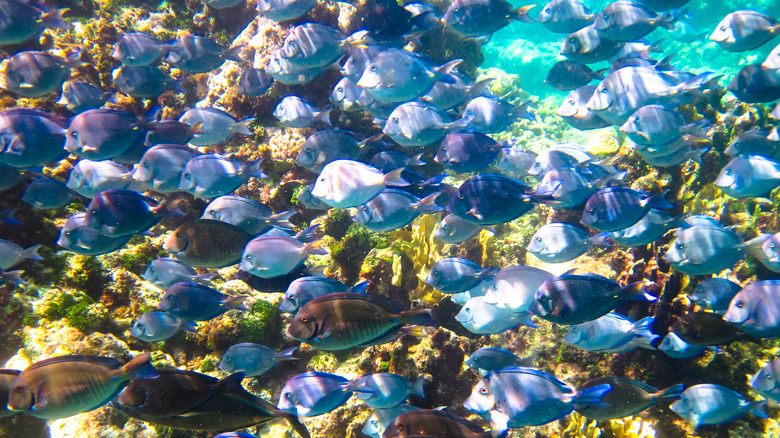 Doctorfish in Little Corn Island