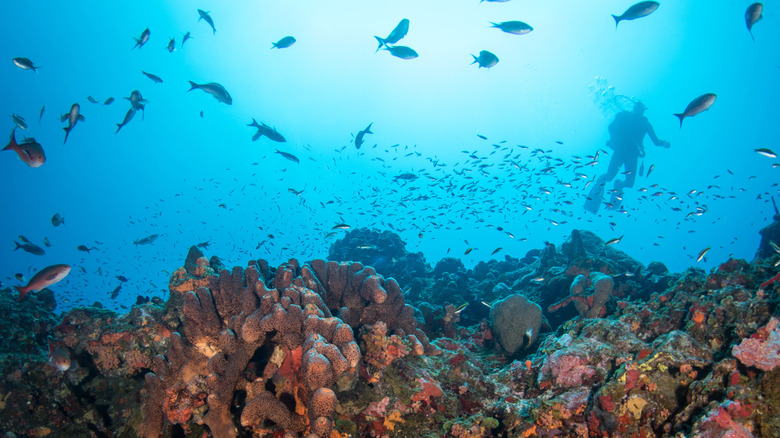 Coral reefs of Saba