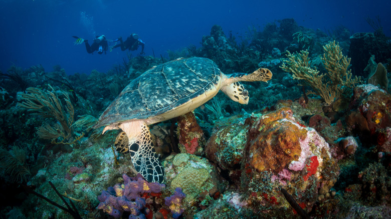 Sint Eustatius' coral and turtle