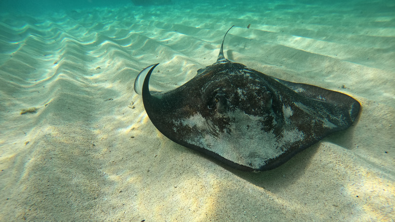 Stingray at St. John