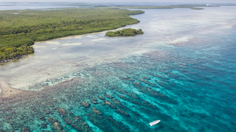 Coral reef at Turneffe Atoll