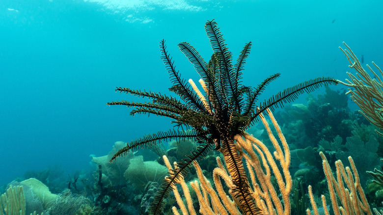 Crinoid on coral at Utila