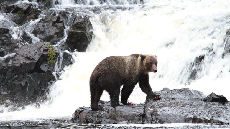 Bear in Pack Creek