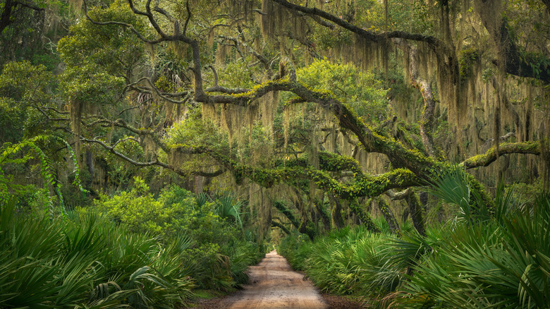 trees in Cumberland Island