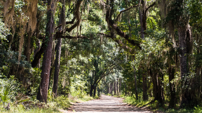 Daufuskie Island trees