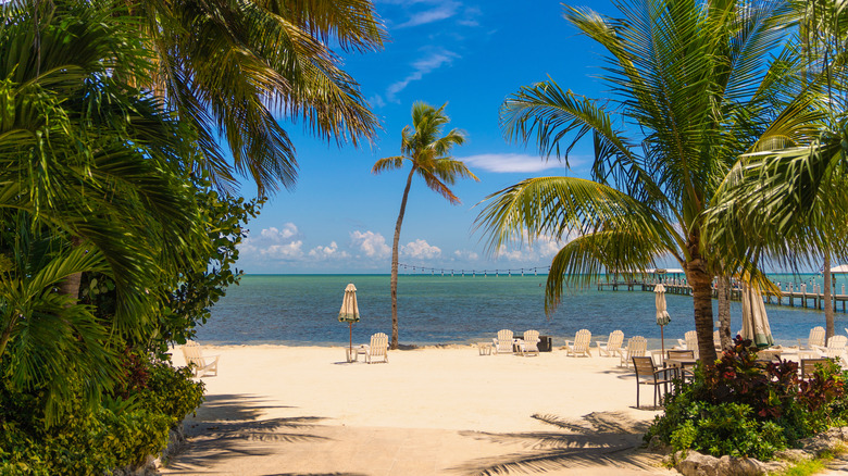 palm trees on Islamorada beach