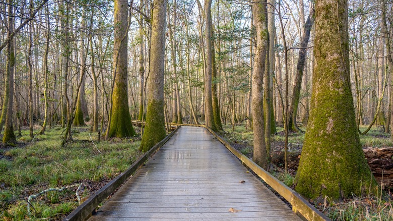Boardwalk at Congaree National Park