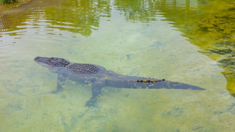 Alabama Gulf Coast Zoo alligator