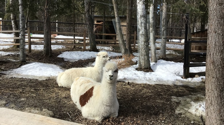 Llamas at Alaska Zoo