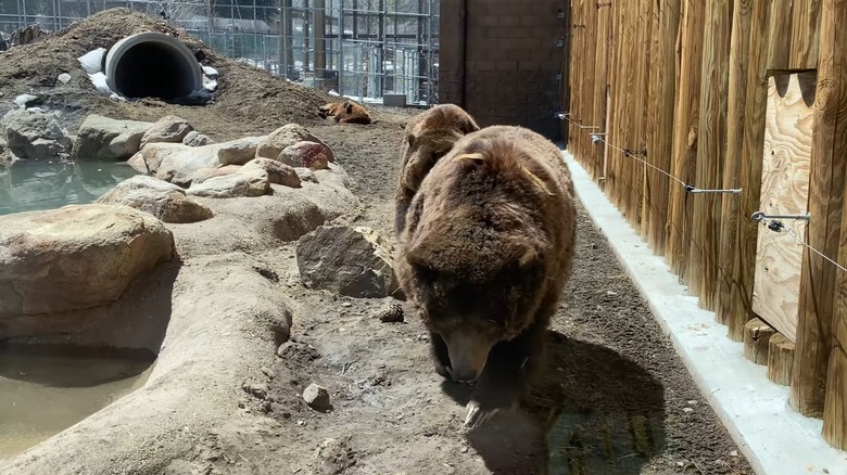 bears at Big Bear Alpine Zoo