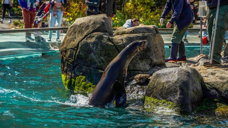 Central Park Zoo sea lion