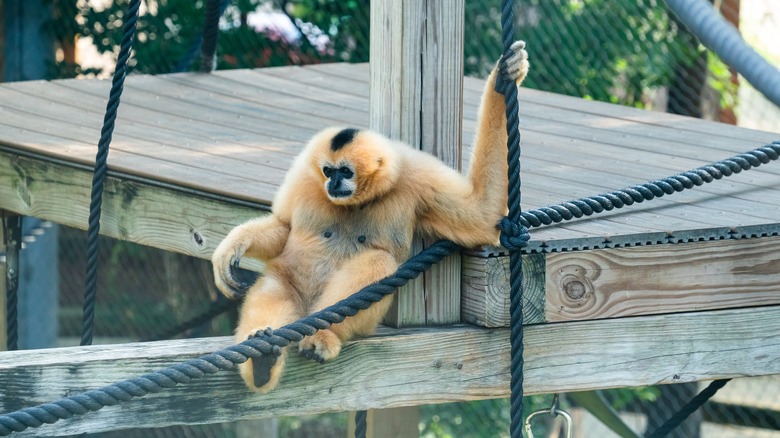 A gibbon at Chattanooga Zoo