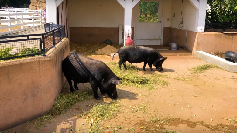 Guinea hogs at Cosley Zoo