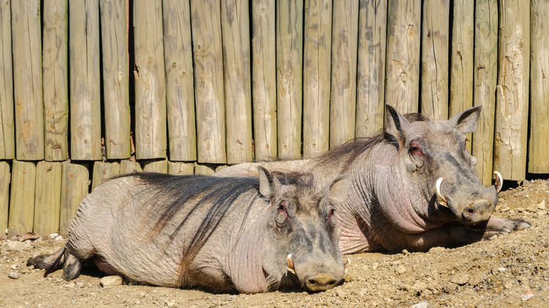 Warthogs at Erie Zoo