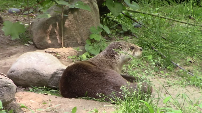 Otter at Prospect Park Zoo