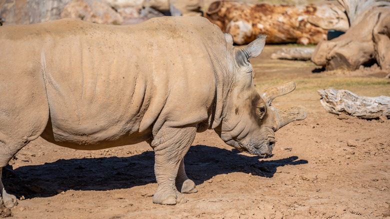 Rhinoceros at Reid Park Zoo