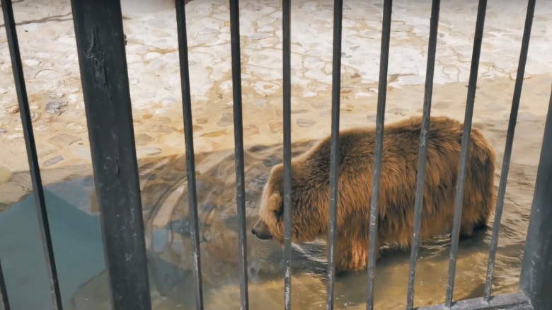 Bear at Roosevelt Park Zoo 