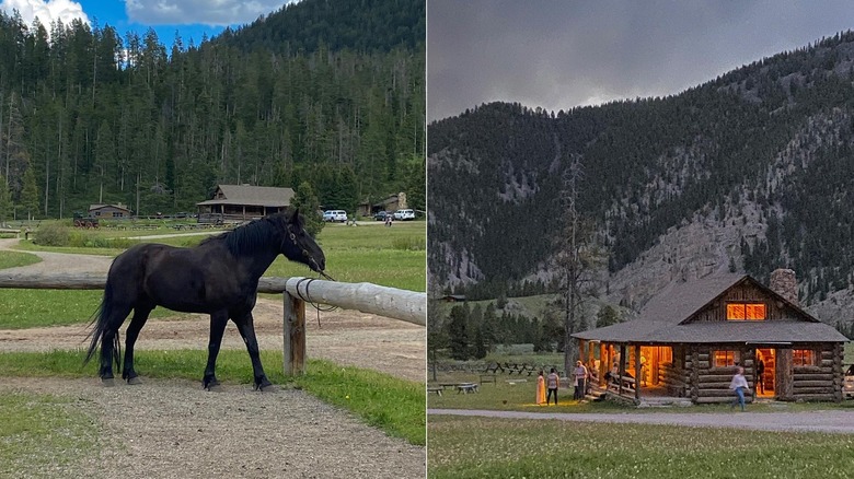 Horse and cabin at Elkhorn Ranch