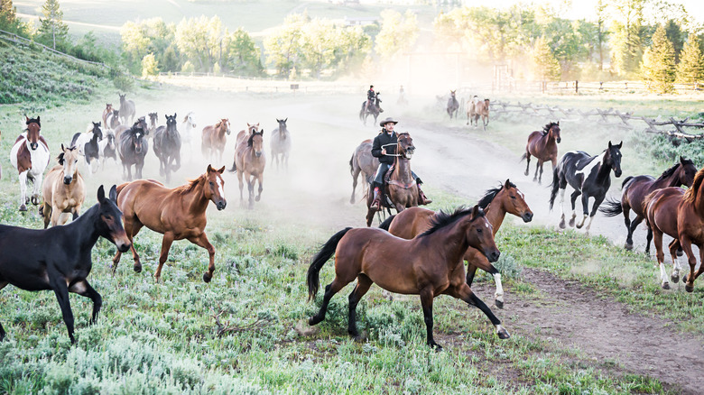 Cowboy rounding up horses