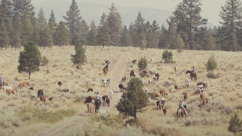 Aerial view of a cattle drive at The Resort at Paws Up