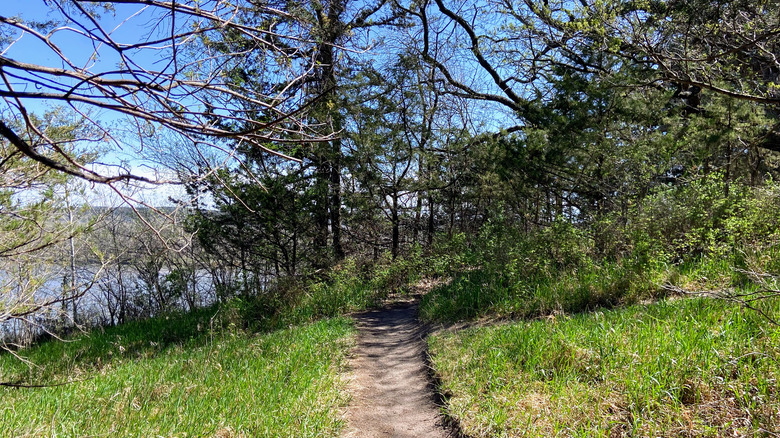 Trees at Eugene T. Mahoney State Park