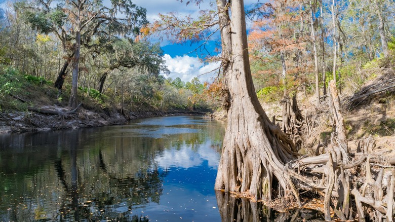 A cove in Suwannee River in Northern Florida