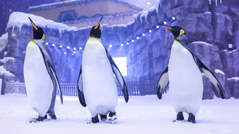 Ski Dubai penguins