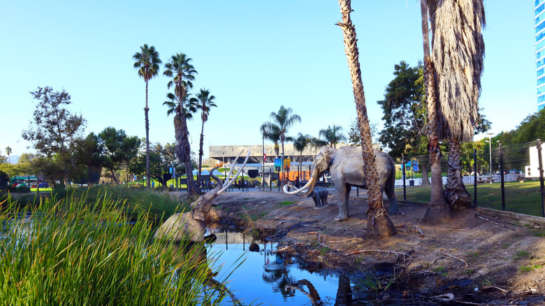 Lake Pitt at the La Brea Tar Pits & Museum