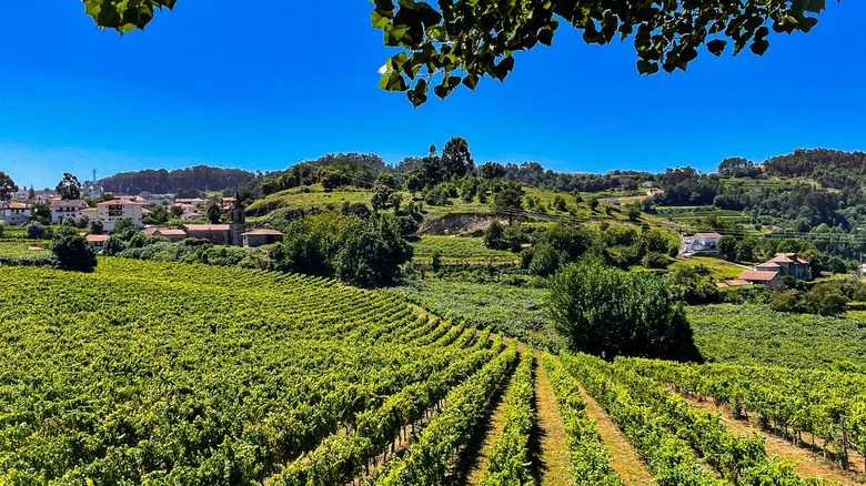 Vineyards in the Vinho Verde wine region of Portugal