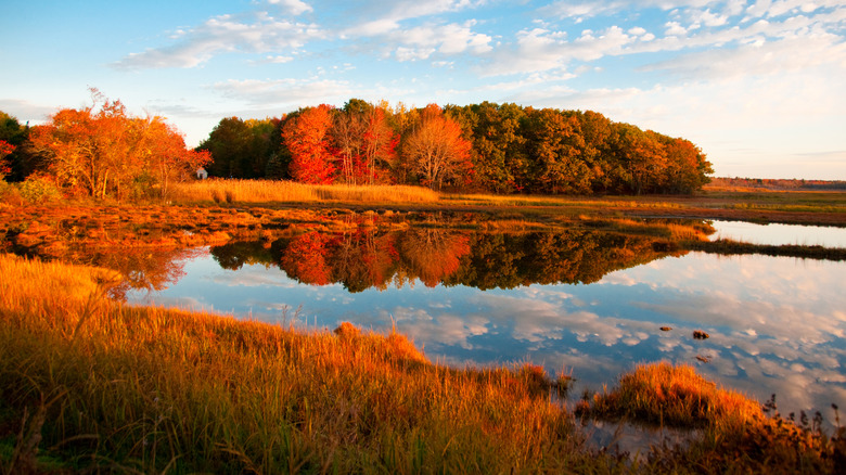 Scarborough Marsh at dawn with orange-colored trees